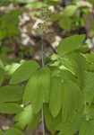 Blue cohosh